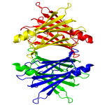 Transthyretin protein structure