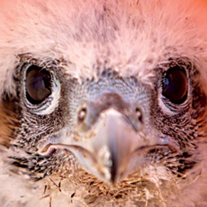 Falcon chick