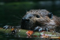 Beaver with branch