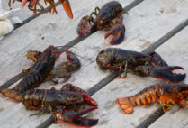 Kari Lavalli is studying the impact of overfishing and climate change on lobsters, including a recent decline in the number of young American lobsters in southern New England waters. Photo courtesy of Kari Lavalli