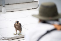 MassWildlife volunteer Ursula Goodine returned a young peregrine falcon to its nest on the roof of 33 Harry Agganis Way after it flew into a FitRec window and fell. Photo by Cydney Scott