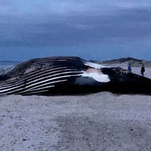 Vector beached whale