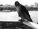 Poised for the start of the academic year, this red-tailed hawk rests on the rail of the ninth floor balcony at the School of Management building. "This is one of the hawks' favorite lookouts," says Moncef Eladhari, an assistant director of project management, who photographed the hawk on a July afternoon. Eladhari, an amateur photographer, keeps a digital camera handy for such close encounters of the bird kind.