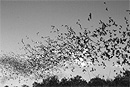 Brazilian free-tailed bats emerge from caves by the millions on summer evenings in south-central Texas, eating crop-destroying insects and thereby providing a vital service to agriculture. Photo by Thomas Kunz 