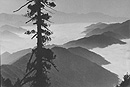 Asahachi Kono, Untitled (Tree and Hills), late 1920s, gelatin silver print, 7 3/8x 11 7/8. Dennis Reed Collection