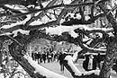 Tree of knowledge. Snow-covered branches frame Commonwealth Avenue. Photo by Kalman Zabarsky