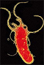 The ulcer-causing bacterium Helicobacter pylori. Image courtesy of LumeRx. © LumeRx 2004 