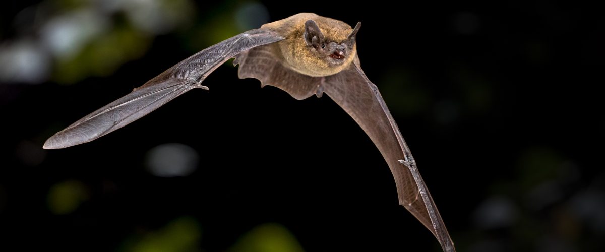 a bat in flight with trees in the background