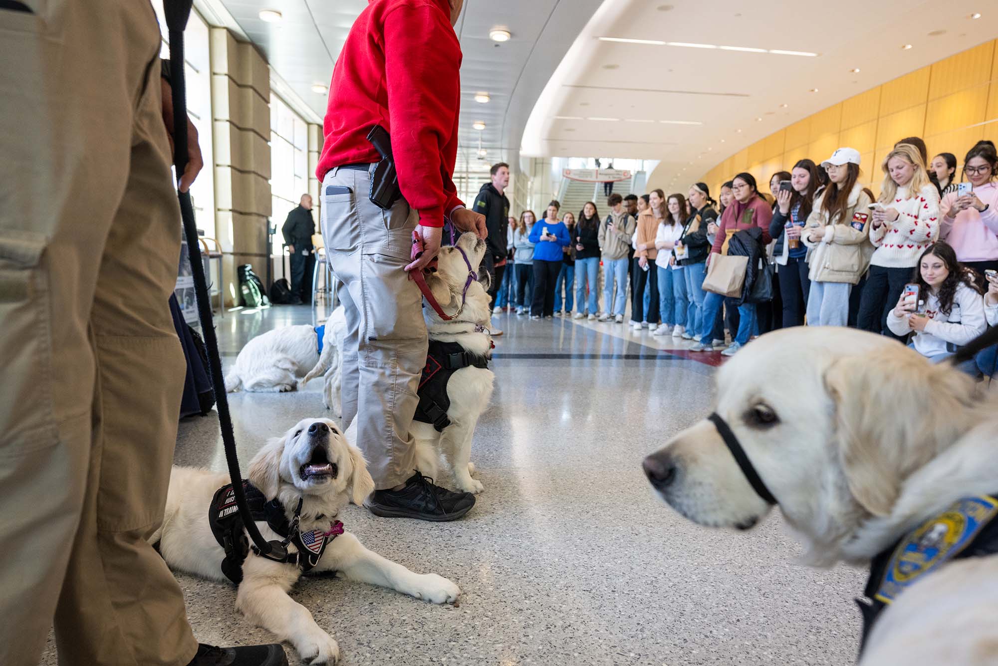 Photo: A picture of many puppies and their handlers at an event with students