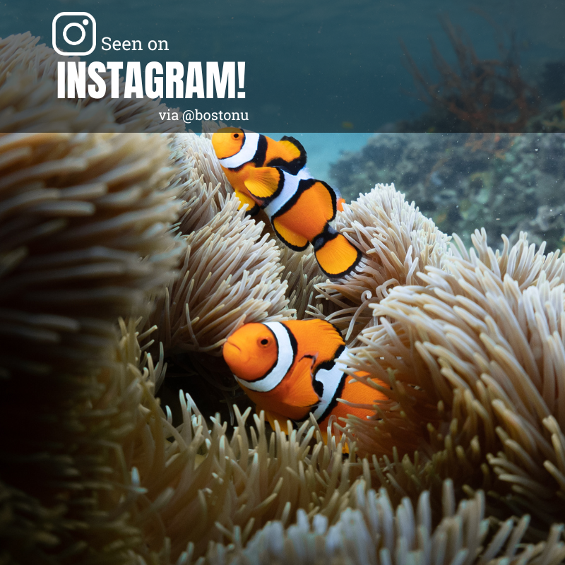 Photo: Two clownfish swimming in the ocean by an anenome. Text overlay reads "Seen on Instagram! via @bostonu"