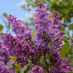 Photo: A picture of lilacs in bloom