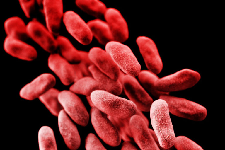 red bacteria