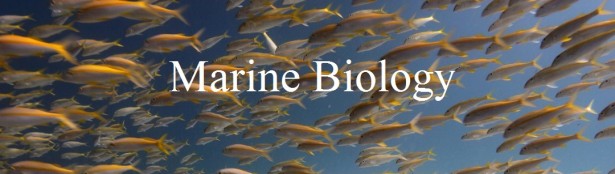 Home - Marine Biology - Research at Boston University