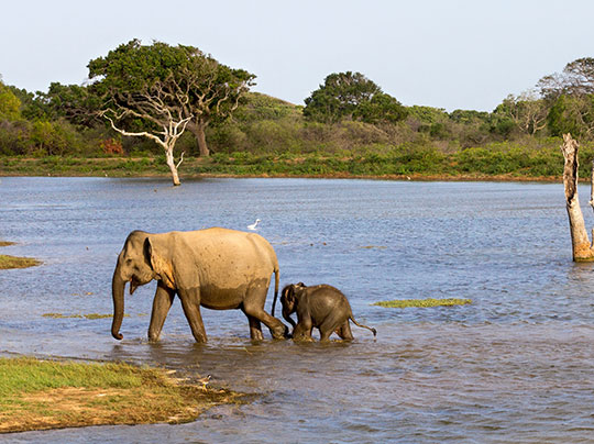 Elephant mother and elephant baby walking together in the water
