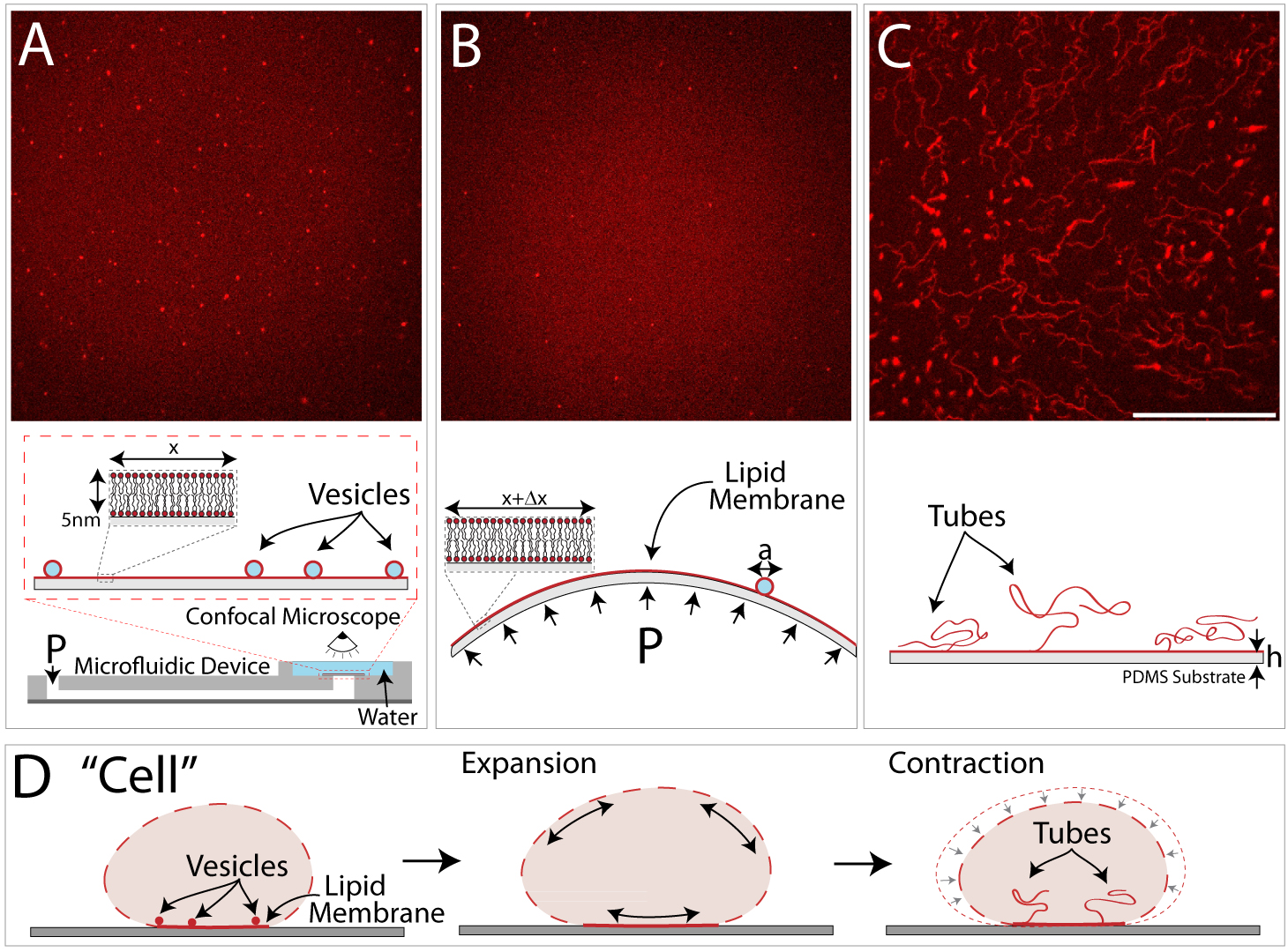 Lipid Tubes