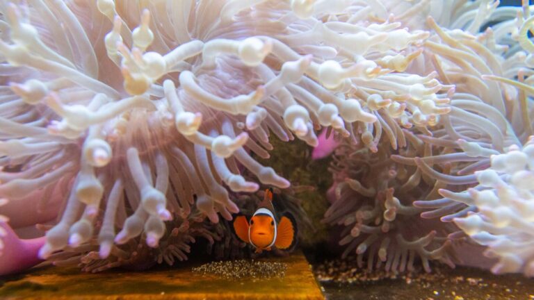 Clown fish in a sea anemone