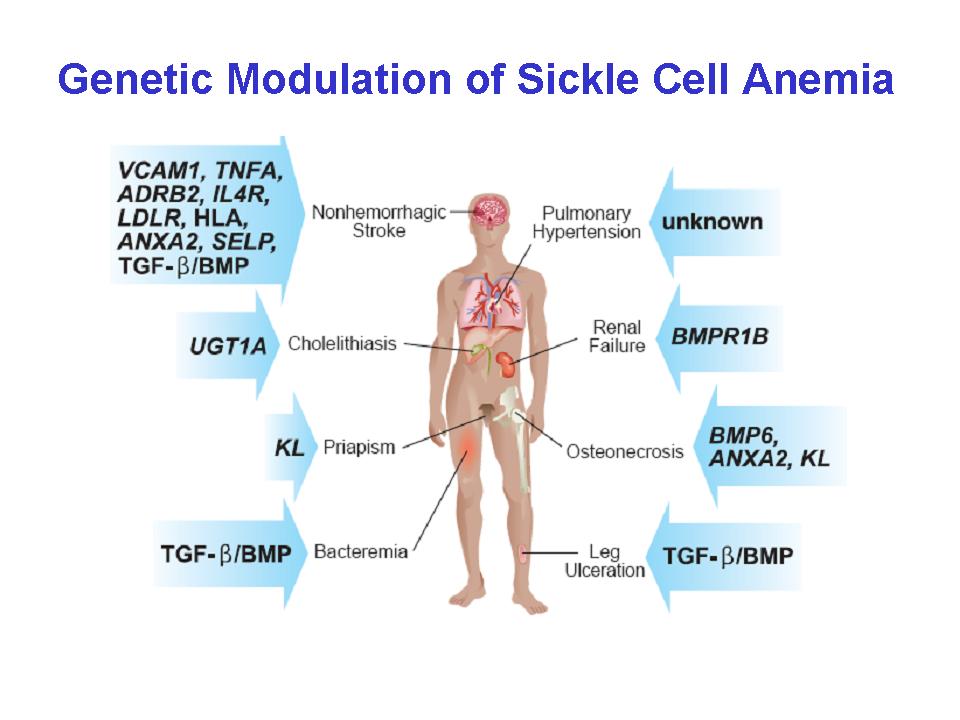 Sickle Cell Haemoglobin