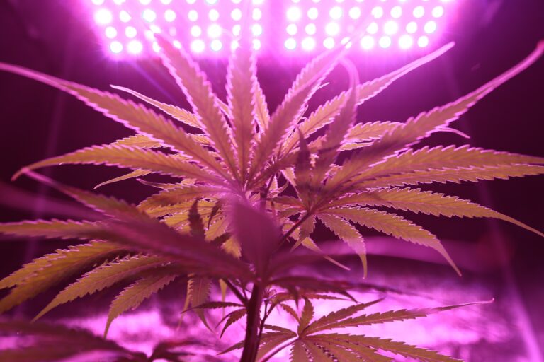 Cannabis plant under a pink light.