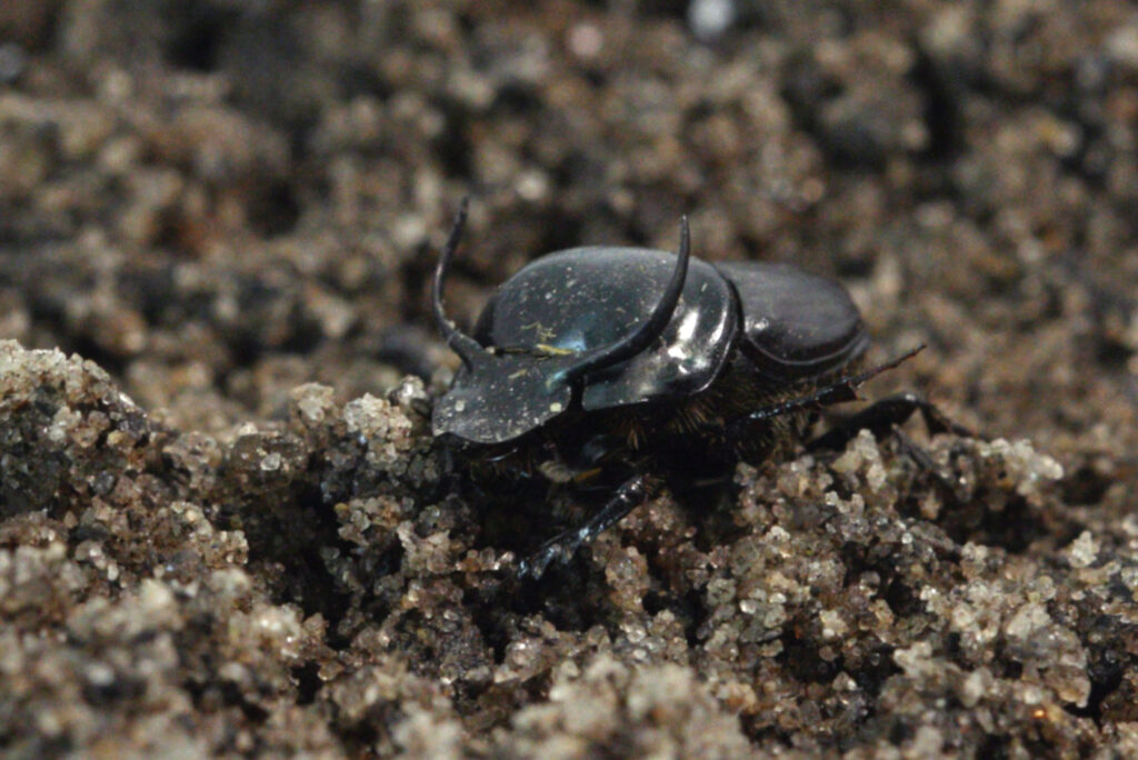 Photo: A picture of a dung beetle crawling in the dirt