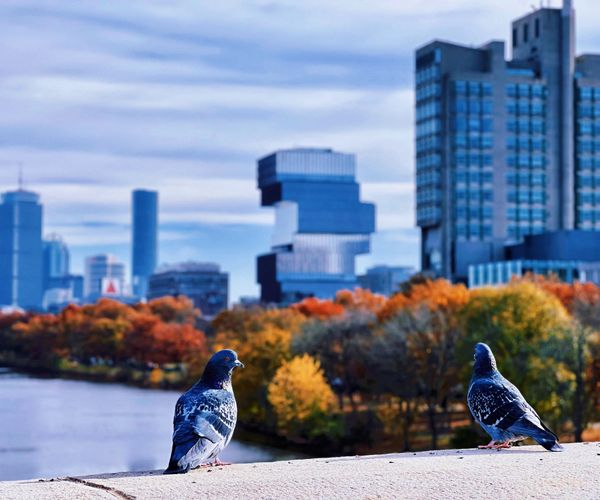 pigerons on a bridge in forground and CDS and BU LAw building in background