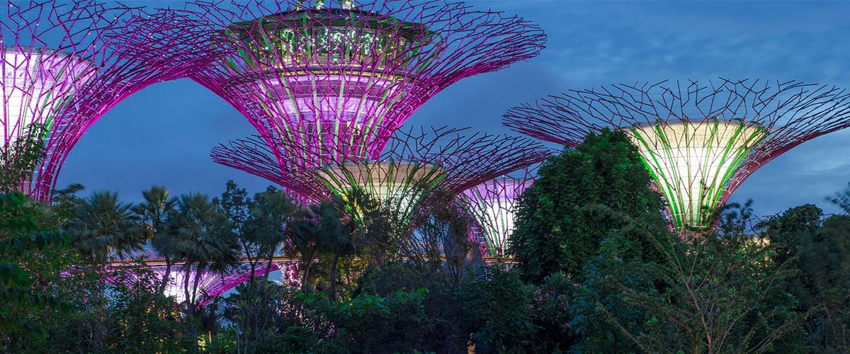 Gardens and architectual trees at dusk at Marina Bay in Singapore