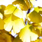 Gingko tree