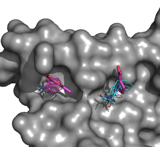 Fig. 4. X-ray structure of IL-2 soaked in 5-methyl-2-furoic acid (sticks), with computational mapping results from FTMap shown as lines 