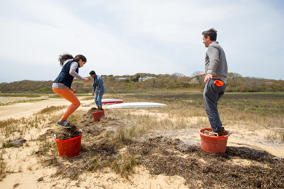 Chris Fischer and Boston University Gastronomy students Sonia Dovedy and Valencia Baker harvest seaweed from a local beach for use in the pig pen at Beetlebung Farm