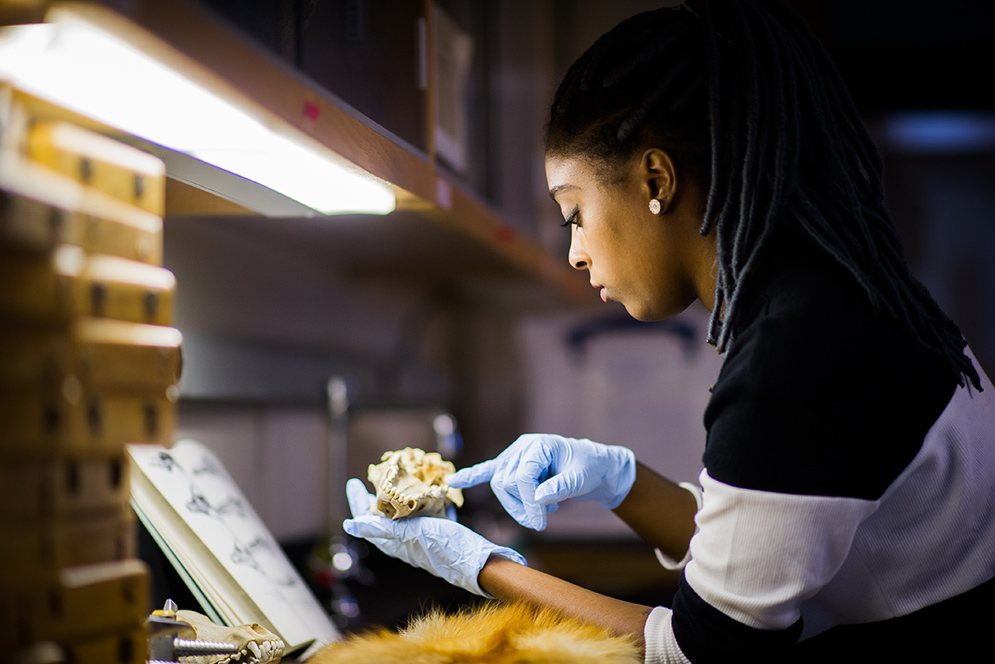 Kelsie Henderson examining wolf skull