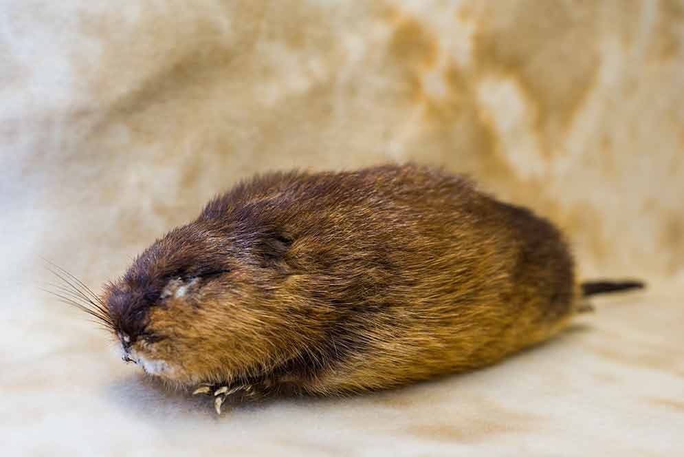 muskrat