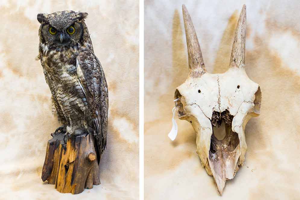 A great horned owl and a sheep’s skull