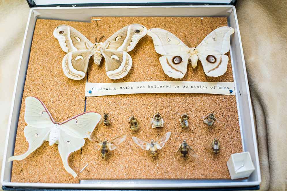 various moths and bees