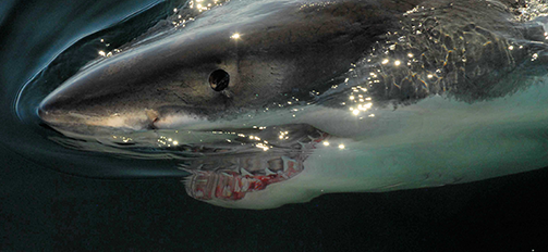 Cape Cod White shark swimming at the ocean surface.