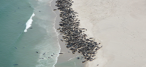 Seals on a beach in Cape Cod