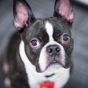Auggie, a three-year-old Boston terrier, is a therapy dog at the University’s Sexual Assault Response & Prevention Center.
