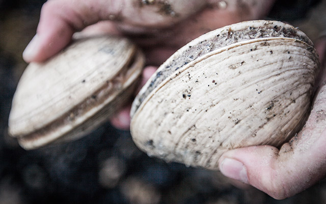 Clam shells help scientist interpret 1,000 years of ocean history