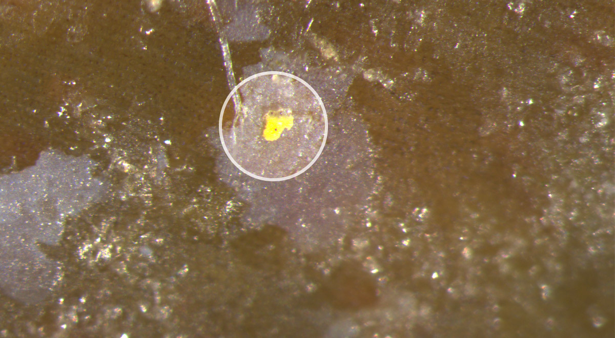 Microscopic image of a seagrass sample showing a small yellow microplastic chip. Since plastic never fully degrades, plastic pollution breaks down into smaller and smaller pieces.