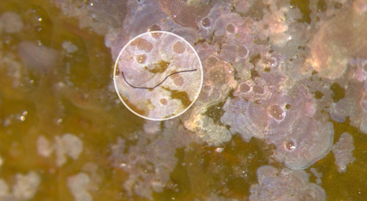Microscopic image of a seagrass sample showing a black microplastic fiber.