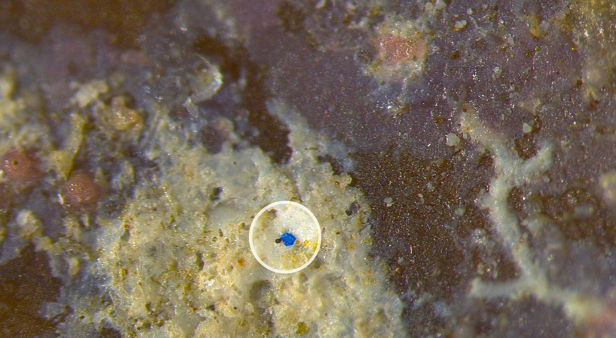 Microscopic image of a seagrass sample showing a blue plastic microbead, similar to plastic microbeads once popularly used in facial and body exfoliating scrubs.