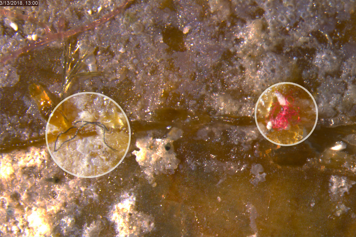 Microscopic image of a seagrass sample from Belize showing red and grey microplastic fibers embedded in the plant.