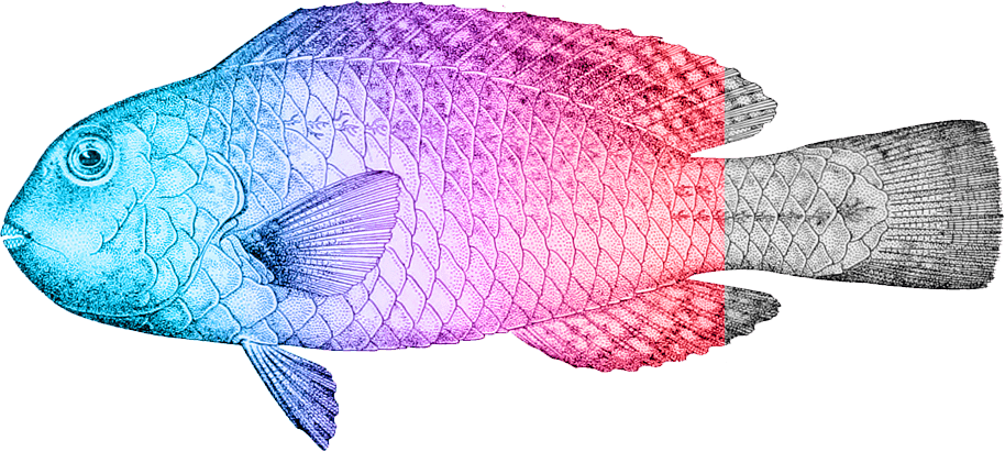 blue, purple, red and gray parrot fish illustration.