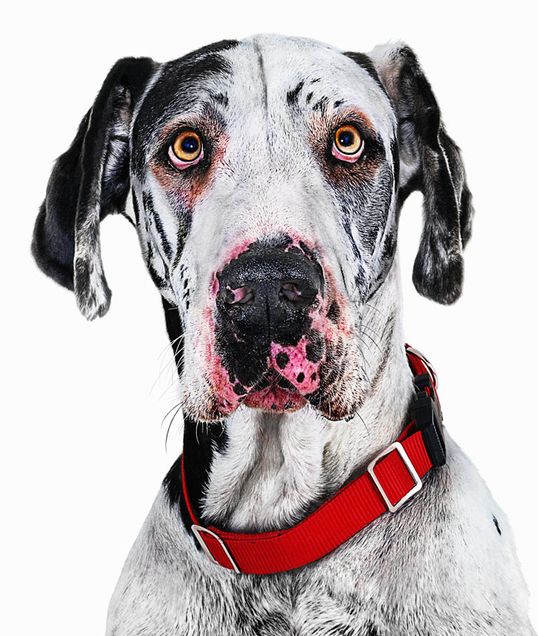 Great Dane close-up portrait