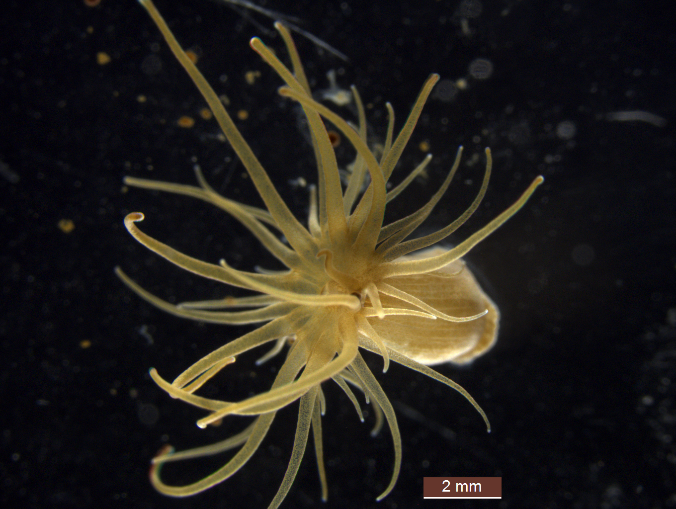 sea anemones