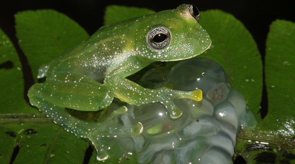frog with eggs