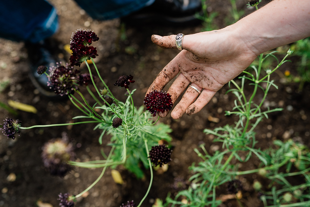 CFA students tending to purple plants in the campus color garden