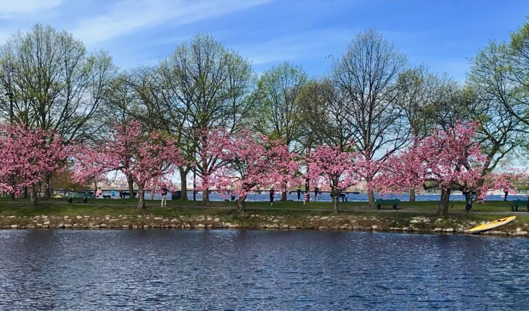 Cherry Blossoms on the Charles