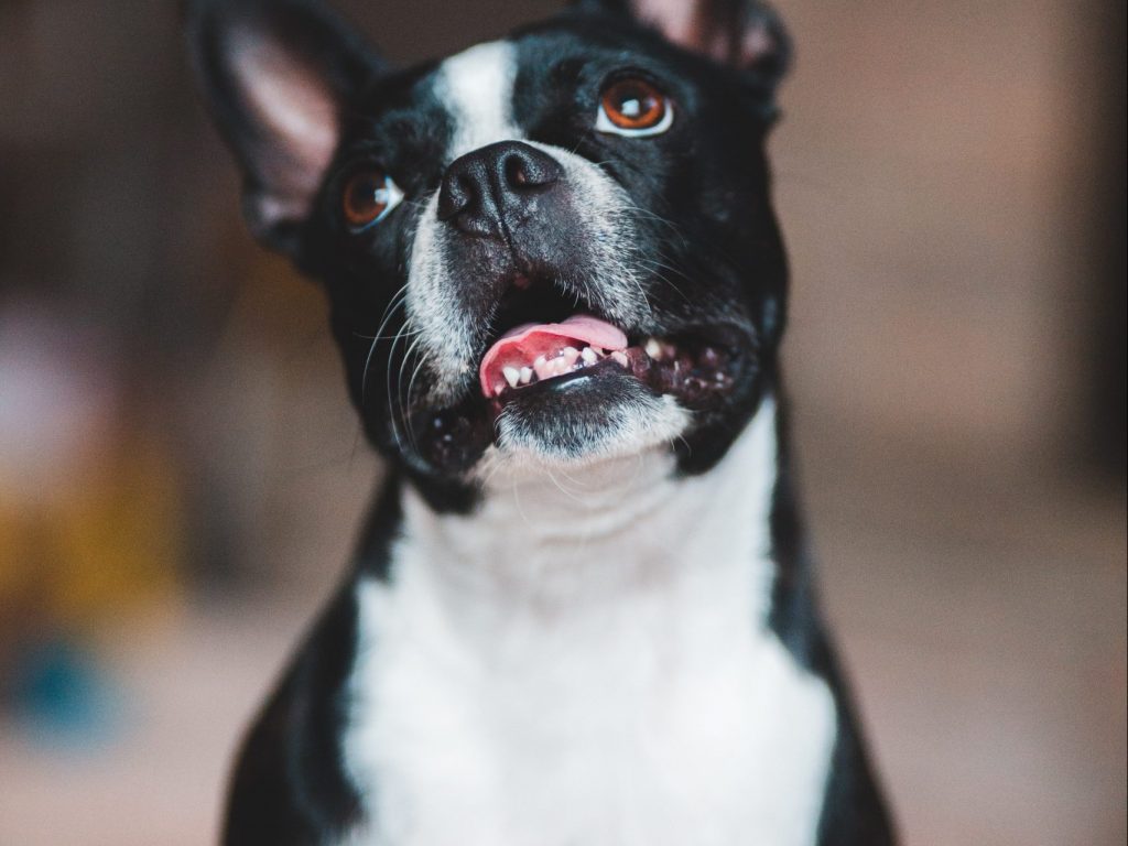 Image of Boston Terrier looking up in front of a blurred background