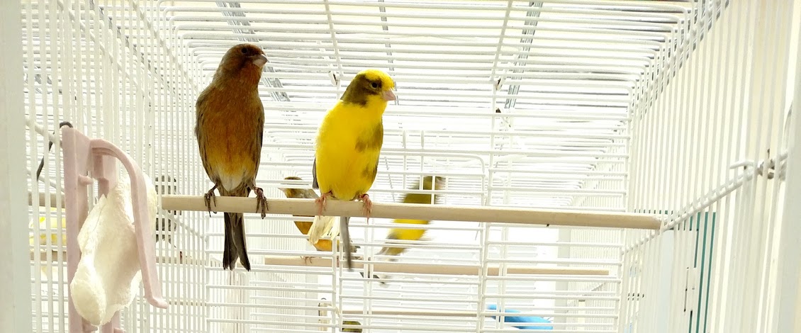 How Canary Songs Can Teach Us About Memory Center For Systems Neuroscience