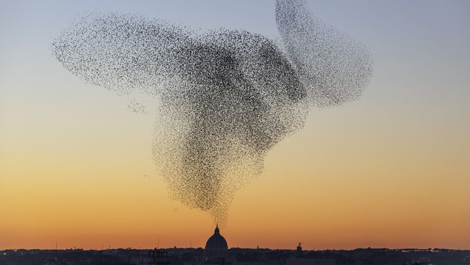 MCA murmuration stock