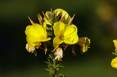 evening primrose oil